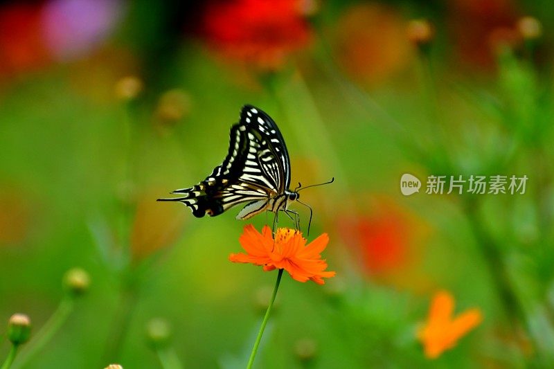 蝴蝶和黄色/橙色的宇宙花